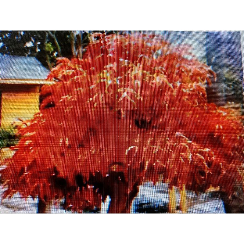 特殊的日本紅楓樹名字叫獅子頭，頭部約3公分高度約有85公分好種植3680元大盆好種植喜全日照潮濕的環境郵局嘉里大榮免運