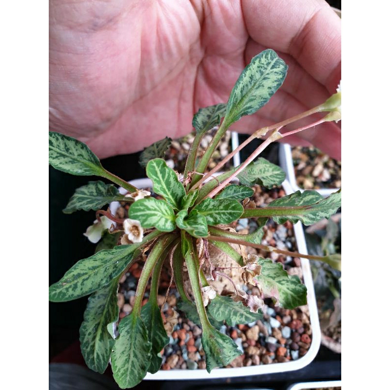 魚骨大戟  Euphorbia sp. fishbone  販售種子