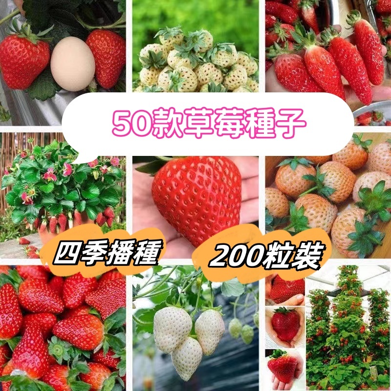 🍓簡裝200粒🍓四季草莓種子 家庭陽台盆栽草莓種子日本雪兔草莓紅顏草莓鬼怒甘草莓白雪小町四季奶油白草莓種子京藏香草莓種子