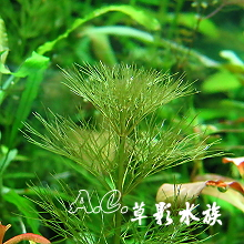 【AC草影】粉紅寶塔【一株】水草販售 冒泡旺盛系列  粉紅寶塔 戶外水草 造景水草 水草造景