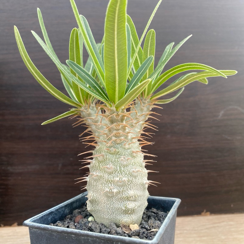 Pachypodium gracilus 象牙宮《三叉頭開花株》#實生#棒槌#夾竹桃#塊根#多肉 K&amp;G