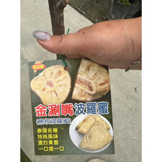 ★綠霖園藝★金涮嘴波羅蜜 靠接苗 盆觀賞植物/水果樹苗/新興果樹/果苗/嫁接/植物/盆栽