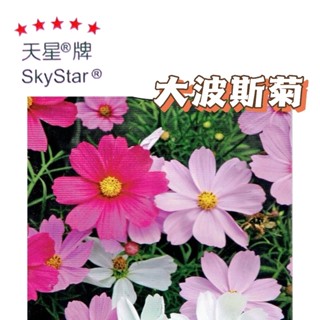 大波斯菊【穗耕種苗】 大波斯菊種子天星牌 花卉原包裝種子 新鮮種子