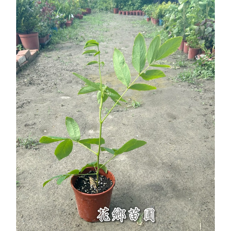 狗尾草苗的價格推薦 - 2025年10月 | 比價比個夠BigGo