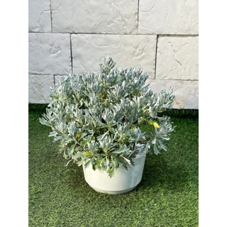 新芯晨花園/桃園三民店/芙蓉/精品盆栽獨家通路