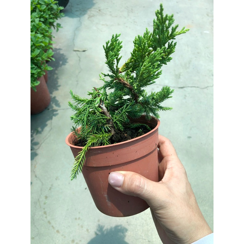 霏霏園藝造型真柏小品150元