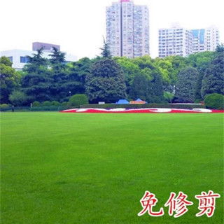 全網最低價【草坪種子】多款草坪地毯草 四季常青草坪造粒種子 地毯草耐寒耐旱免修剪矮生草籽護坡綠化草皮種子