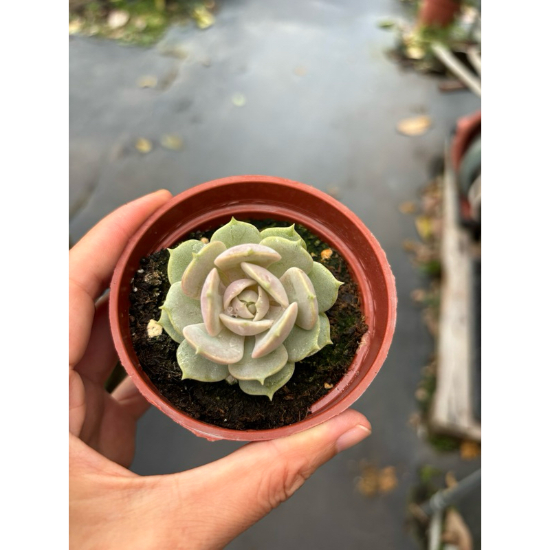 Jay 多肉植物 紫姬