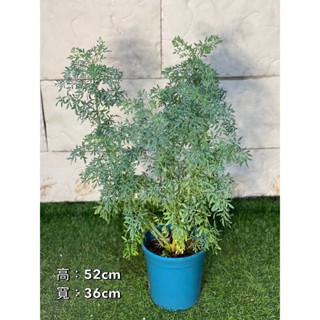 新芯晨花園/桃園三民店/芸香/精品盆栽獨家通路
