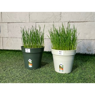 新芯晨花園/桃園三民店/貓草/精品盆栽獨家通路