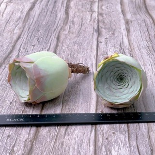 🌵✧植得栽✦【王妃】山地玫瑰/景天科/韓國多肉/多肉植物/多肉/韓國進口多肉/植栽/植物/Succulents/園藝