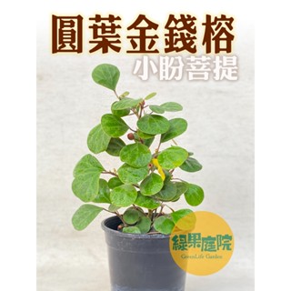 綠果庭院-花卉苗木 圓葉金錢榕 小盼菩提 Ficus diversifolia 金背異葉圓葉榕 葉背金黃超耐陰