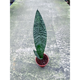 《JC小品園藝》虎紋虎尾蘭3寸盆/植栽/植物/園藝/花藝/室內盆栽/半日照植物/觀葉植物/綠化植物/淨化空氣