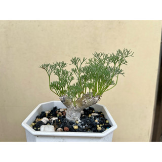 Sarcocaulon peniculinum