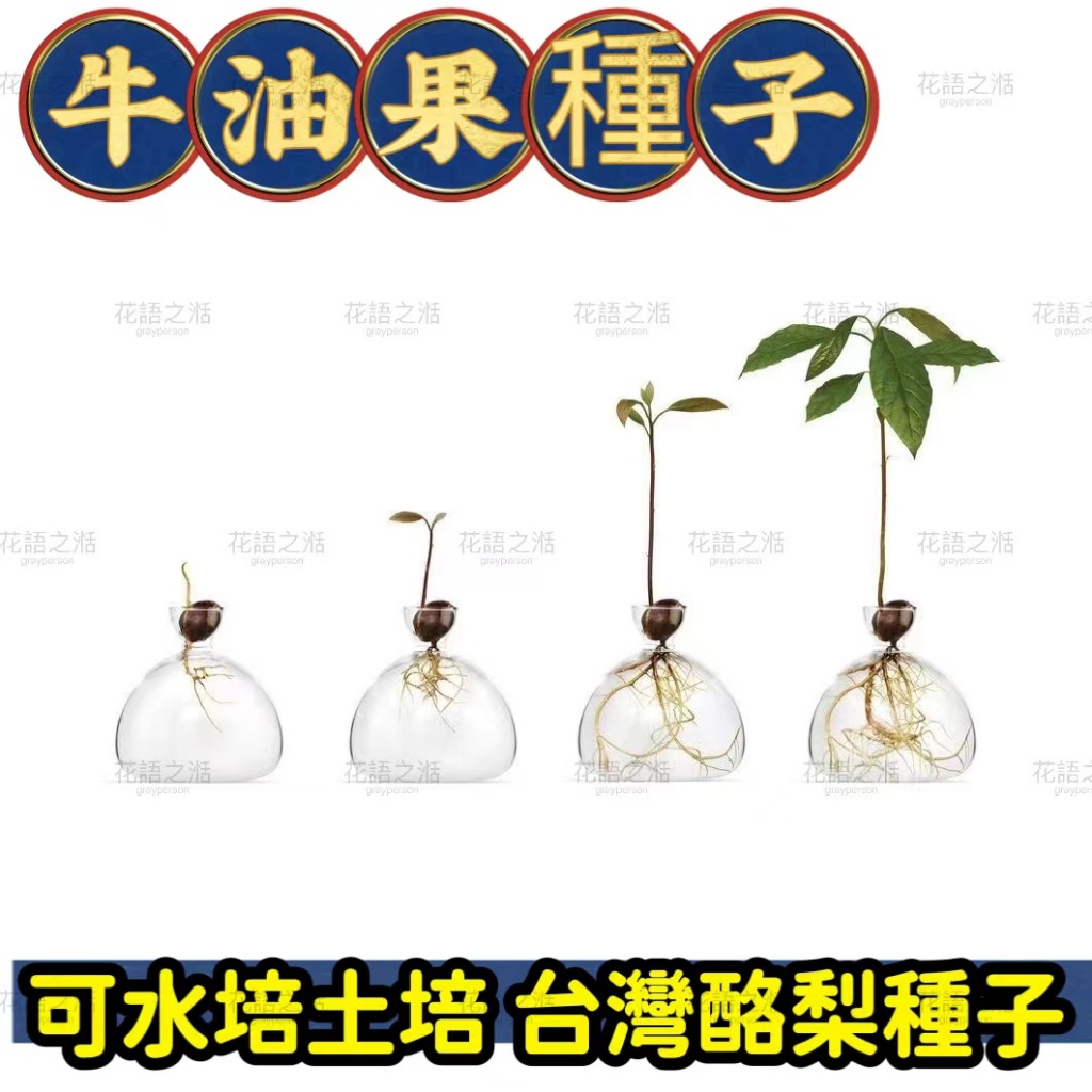💥💯【牛油果種子】正品正宗台灣酪梨種子 澳洲鱷梨種子 森林奶酪 seed水培土培年生植物 水果種子A級酪梨種子
