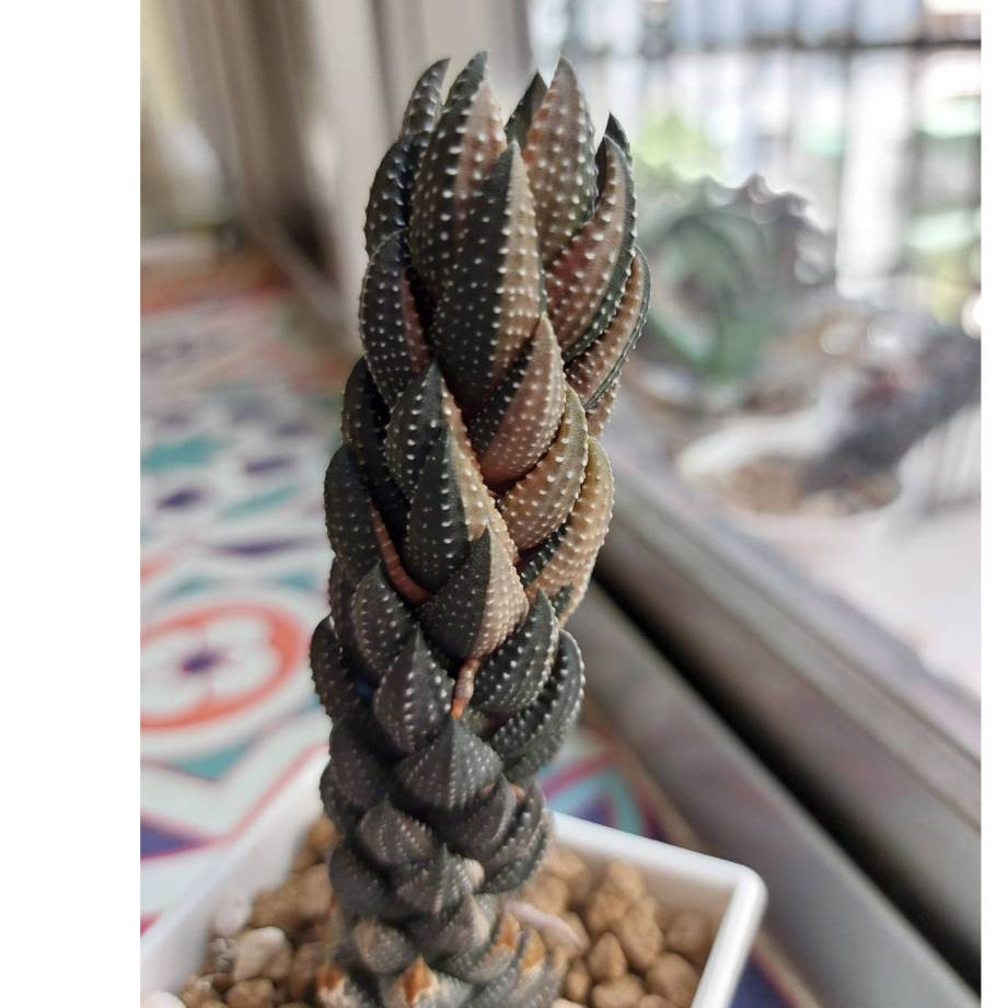 多肉植物 百合科 十二卷屬 硬葉系 九輪塔錦
