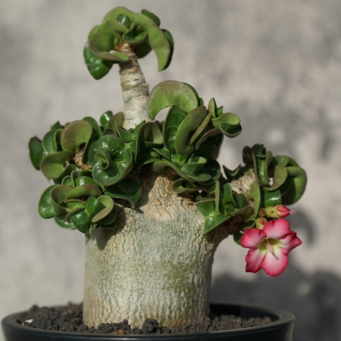 [ Gu Plant 固植 ] 羊角沙漠玫瑰 PPL｜Medusa Arabicum ‘PPL DHA’｜（中）