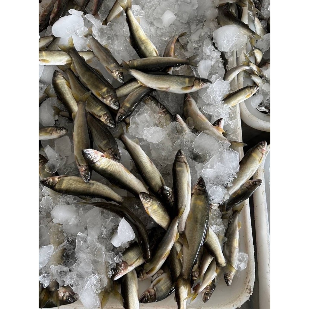 鮭山島 水產超市 宜蘭山泉小公香魚 1kg 宜蘭 在地 山泉 小公香魚 海鮮 香魚 燒烤 料理