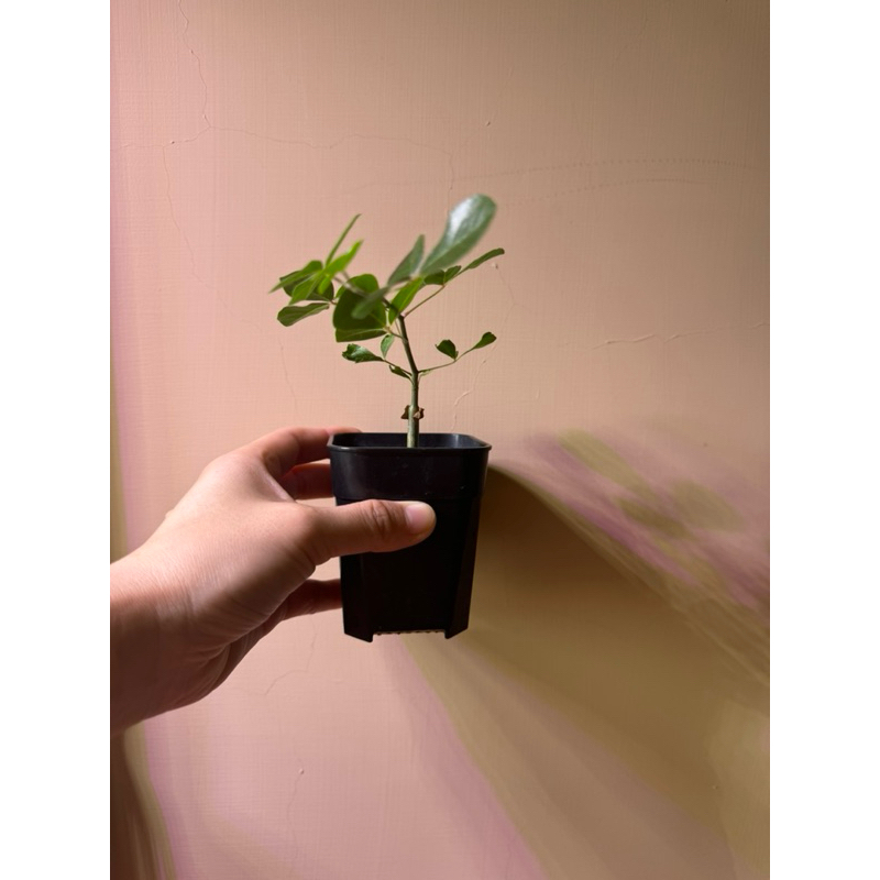 Commiphora orbicularis的價格推薦- 2025年10月| 比價比個夠BigGo