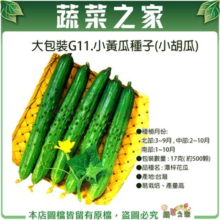 【蔬菜之滿額免運】大包裝G11.小黃瓜種子17克( 約500顆)(蔬菜種子)(小胡瓜)雌花多，早生，瓜形直，產