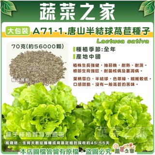 【蔬菜之家滿額免運】大包裝A71-1.唐山半結球萵苣種子70克(約56000顆) 蔬菜種子 葉菜種子 全年可種植