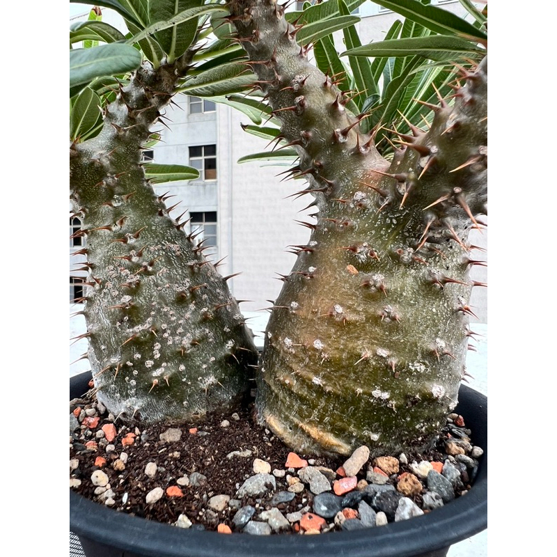 象牙宮實生 Pachypodium rosulatum gracilius