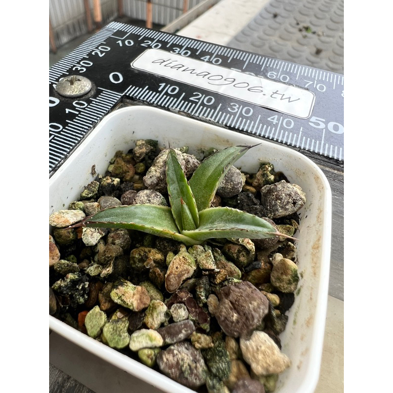 𦭓之雪 后圖為母株 agave 龍舌蘭 多肉植物 龍什蘭