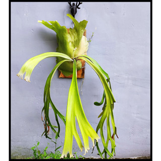 《柯比植物》 鹿角蕨 爪哇鹿角蕨 P. willinckii 18原生種之1(印尼山採爪哇)
