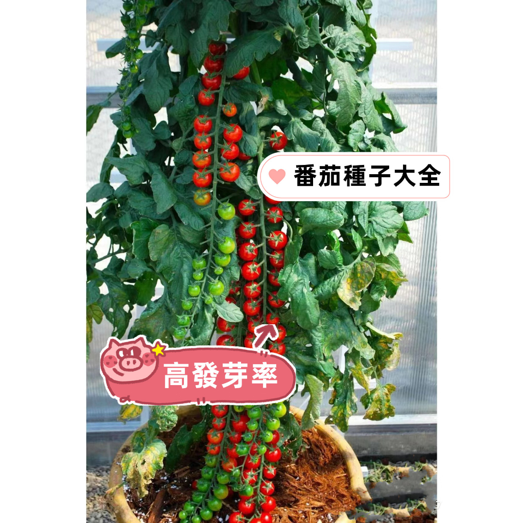 【2023新款番茄大全】 番茄種子（Lycopersicon esculentum）瀑布西紅柿聖女果櫻桃番茄水果蔬菜種籽
