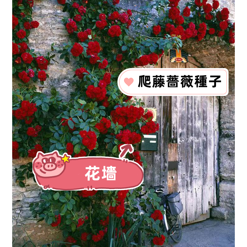 玫瑰花Rose大全爬藤月季薔薇玫瑰種子 薔薇爬藤多頭玫瑰碎冰藍 四季種子盆栽月季玫瑰四季開花庭院花卉