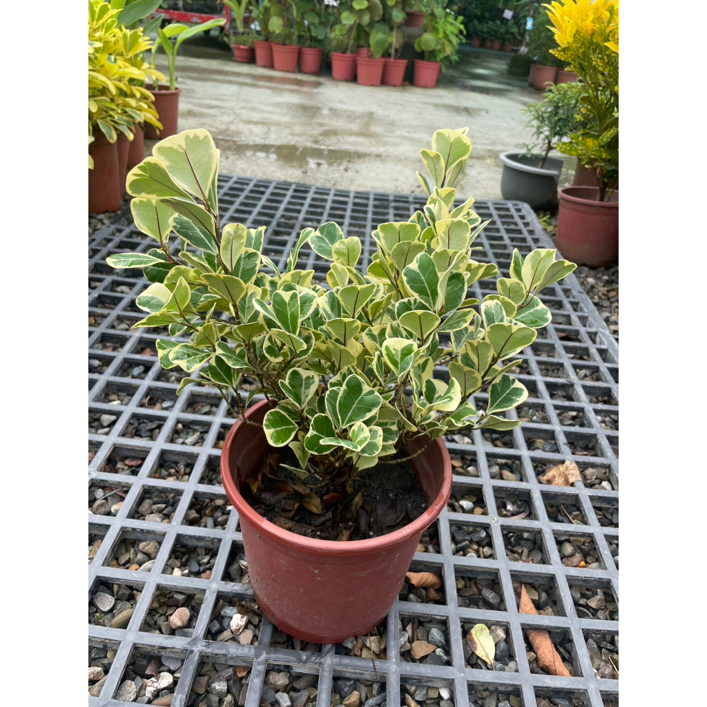 ★ 逗花枝玩 ☆  小品植物 斑葉三角榕 3吋