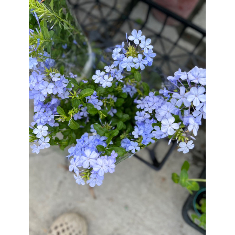 藍雪花六吋盆 多年生植物 全年開花