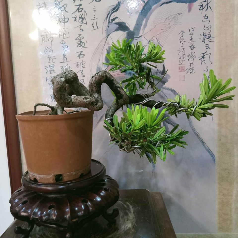 12G-極品28年樹齡「金鑽羅漢松」精緻小品盆栽