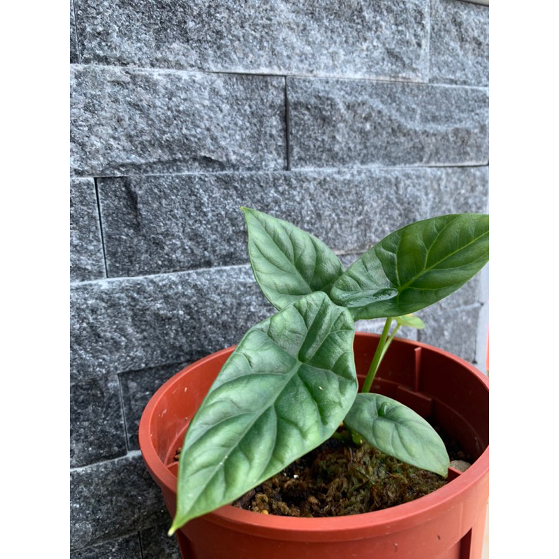 凹凸鏡觀音蓮·Alocasia sinuata·雨林植物·觀葉·3.5吋盆