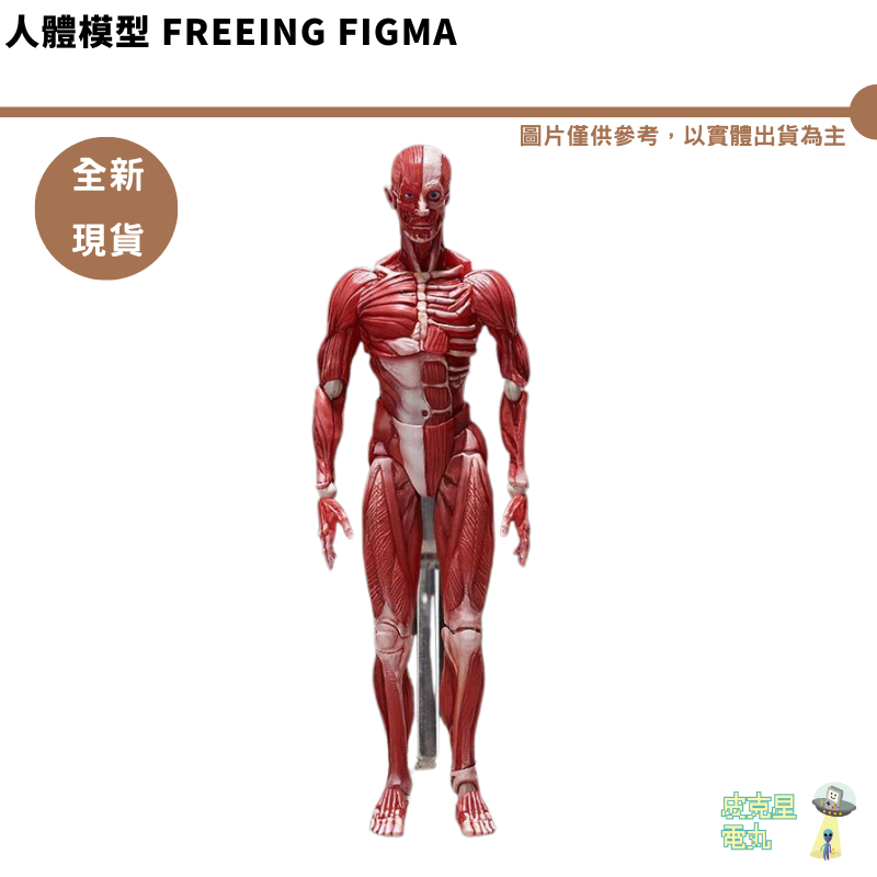 FREEing figma SP-142 人體模型 Human Anatomical Model 日本正版 全新現貨