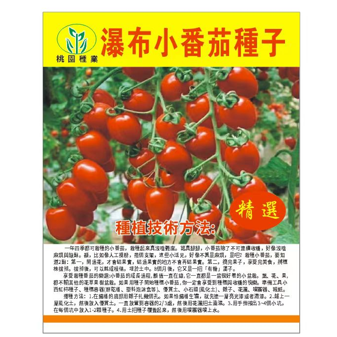 瀑布小番茄種子千禧櫻桃西紅柿超甜耐寒聖女果種籽四季種室內種植