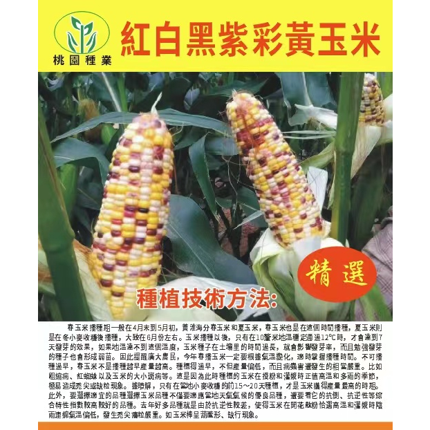 高產早熟國審五彩甜糯玉米種子彩糯玉米水果玉米種子苞米籽矮桿