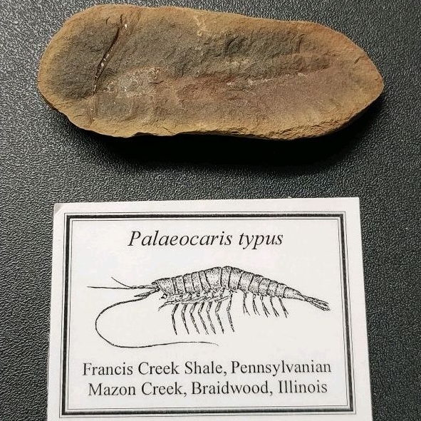[海膽的刺]Palaeocaris typus/甲殼類動物化石_04
