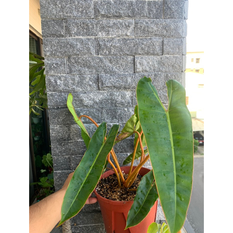 橘柄蔓綠絨•Philodendron billietiae•雨林植物•觀葉·6吋盆