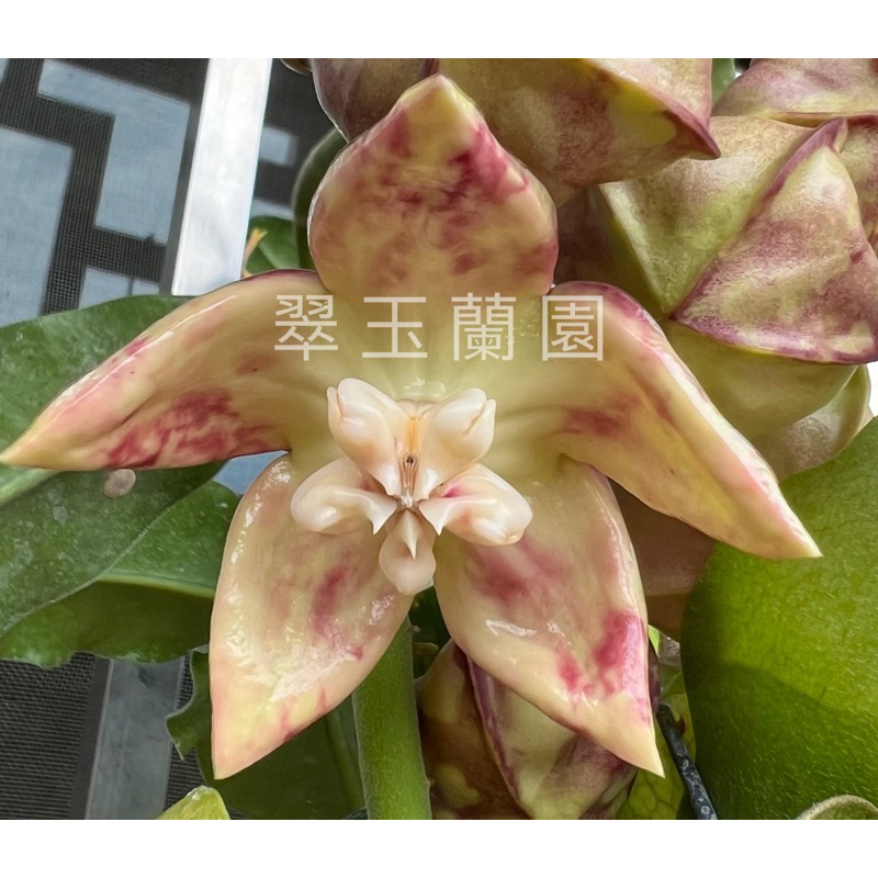 毬蘭苗 斑帝王 巴拉望 Hoya imperialis palawan