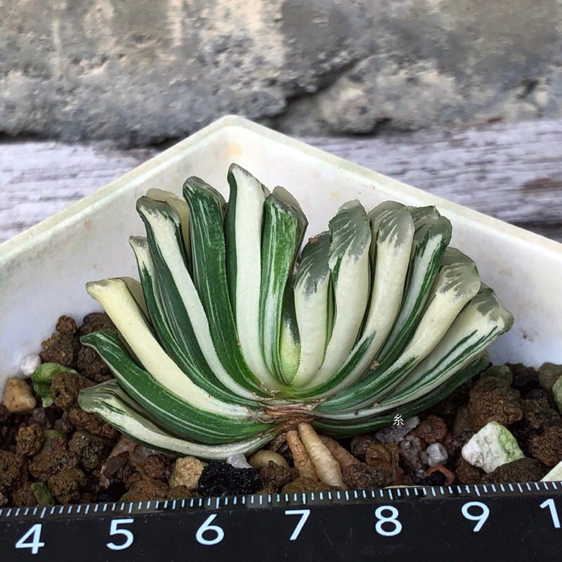 糸·嶼 / Haworthia Truncata Variegata 玉扇錦 / 多肉 植物