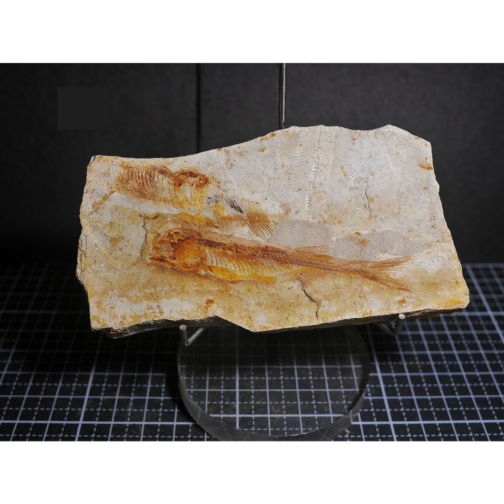 【實物實拍】【現貨】【露蝦】狼鰭魚一隻半化石(母岩113mm 魚身75mm) 自然科學 古生物 活化石 收藏 三葉蟲