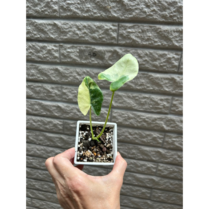 雨林植物/白斑姑婆芋