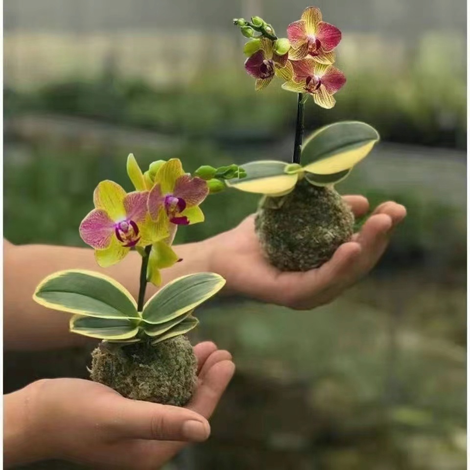 新款微型 苔蘚玉迷你  種子  矮種金邊金葉咖啡蝴蝶蘭 好養    室內 室外花卉盆栽
