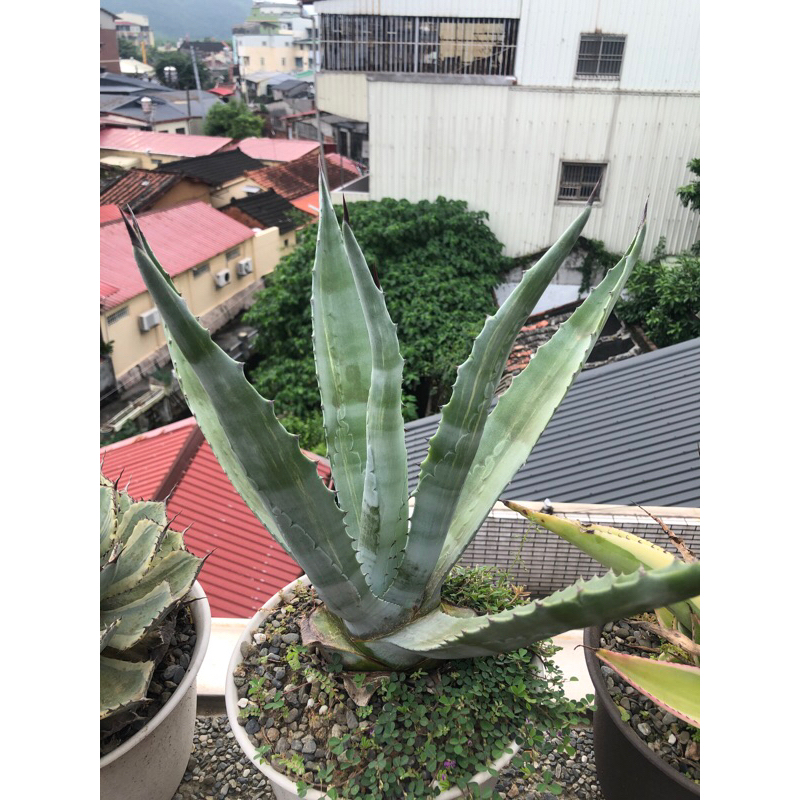 龍舌蘭 agave 美國龍縞斑