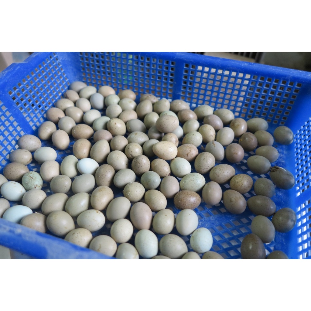 種蛋 -藍胸鵪鶉 盧丁雞 混色種蛋