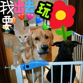 📦75-84/60-67cm雙鎖門欄最大門寬設計方便進出🚀小乖乖123圍欄 雙向自動上鎖樓梯房間安全柵欄小毛可愛小孩go