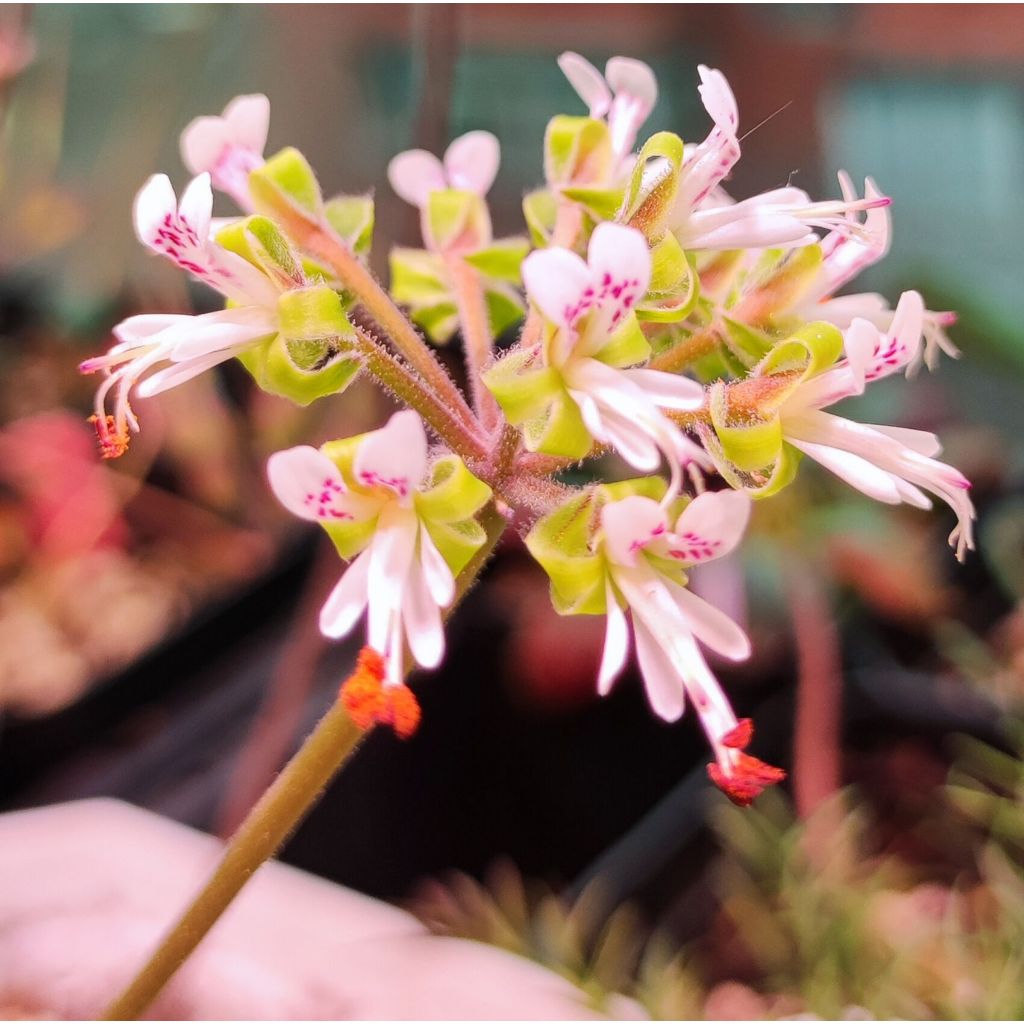 【塊根英雄】微瓣洋葵種子/Pelargonium parvipetalum/細花瓣葉子有香味的洋葵