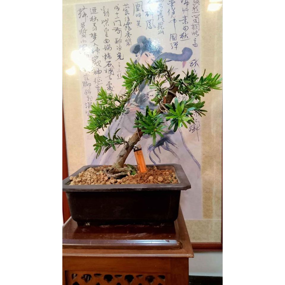 176G-金鑽羅漢松極品盆栽~20幾年樹齡盆培原株老樹頭（中品）