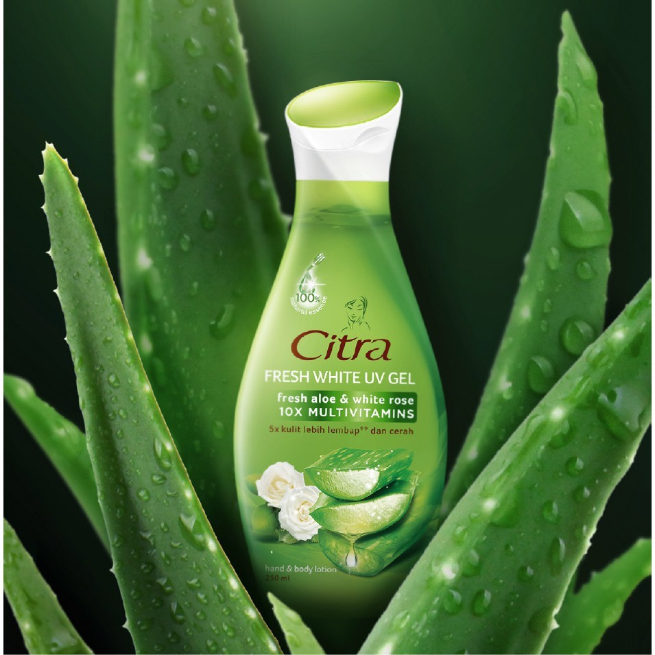 印尼 CITRA Aloe Vera Body Lotion 蘆薈乳液 230ml